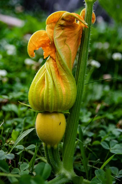 A vertical closeup shot of a growing orange squash plant