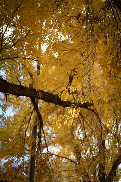 Tiro Vertical Árvores Com Folhas Coloridas Uma Floresta Durante Outono — Fotografia de Stock