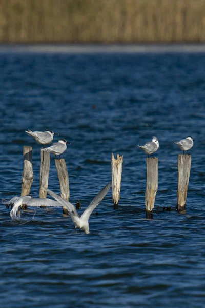 Beautiful View Gulls Standing Wooden Poles Water — Stockfoto