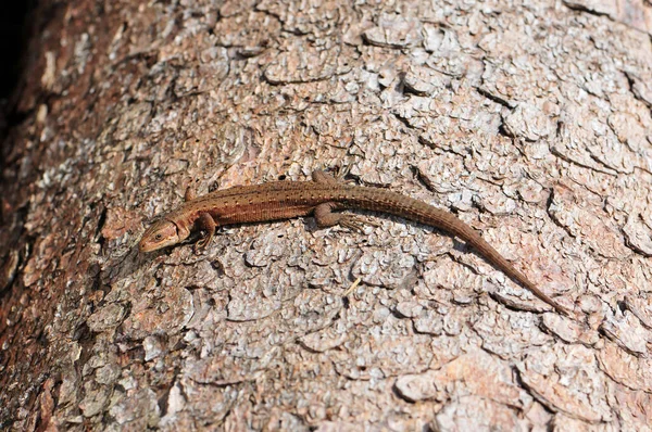 Closeup Common Lizard Zootoca Vivipara — Stock Photo, Image