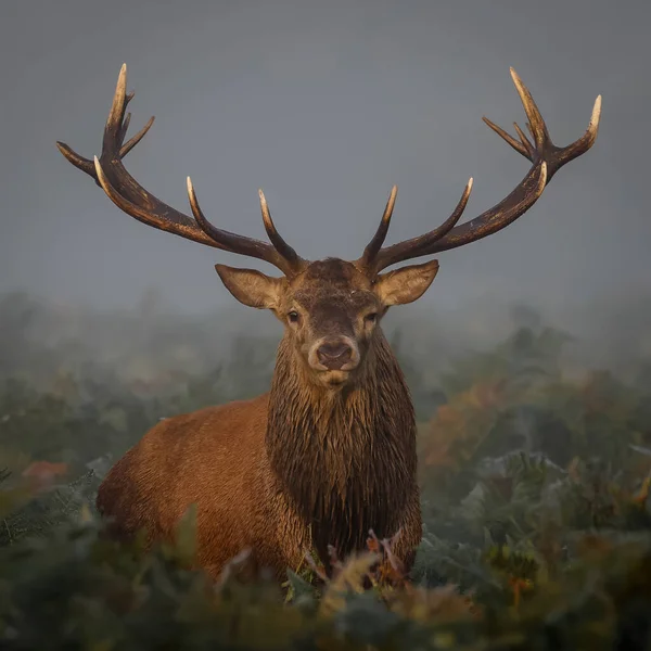 Beautiful Male Deer Field Sunny Day — Fotografia de Stock