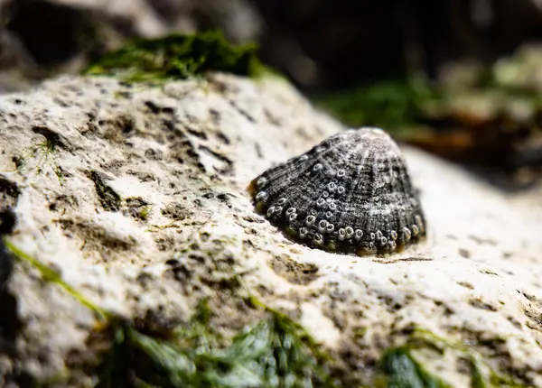 Primo Piano Guscio Strutturato Una Roccia — Foto Stock