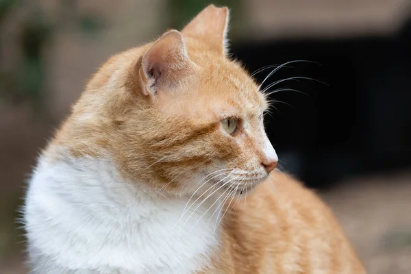 一只生姜猫白天在户外的特写镜头 — 图库照片