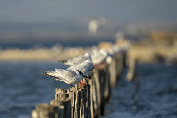 Eine Selektiv Fokussierte Aufnahme Von Seevögeln Auf Holzstämmen Meer Mit — Stockfoto