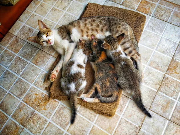 Top View Kittens Sucking Milk Cat — Stockfoto