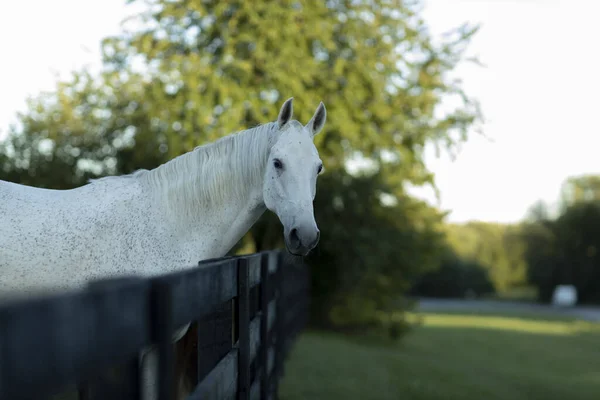 木製の柵の後ろの農場で白い馬の美しいショット — ストック写真