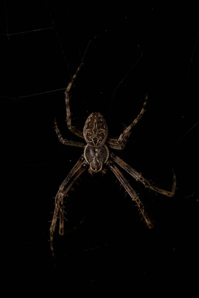 黒の背景に隔離されたクモのクローズアップ垂直ショット — ストック写真