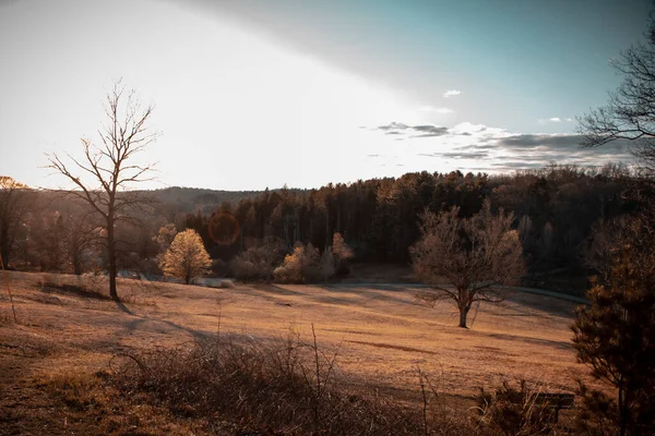 Ein Faszinierender Blick Auf Herbstbäume Wald Unter Sonnenlicht — Stockfoto