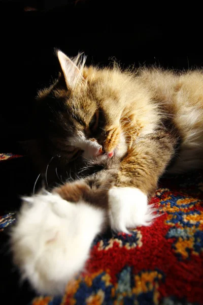 Egy Függőleges Lövés Egy Aranyos Lusta Macska Feküdt Szőnyegen Napfény — Stock Fotó