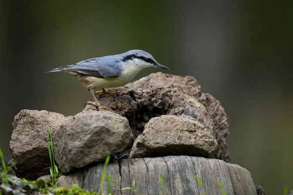 Close Belo Azul Eurasian Nuthatch Pequeno Passarinho Empoleirado Madeira — Fotografia de Stock