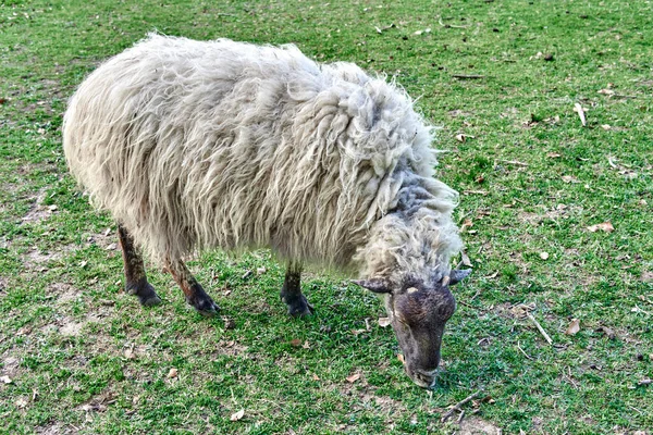 Een Close Shot Van Een Schaap Grazen Een Landbouwgrond — Stockfoto