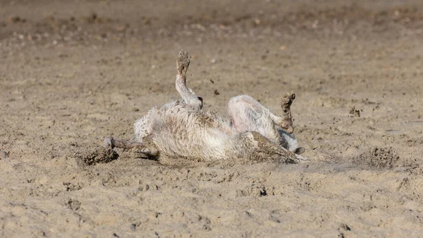 Ένα Σκυλί Παίζει Στην Άμμο Κοντά Μια Θάλασσα Κατά Διάρκεια — Φωτογραφία Αρχείου