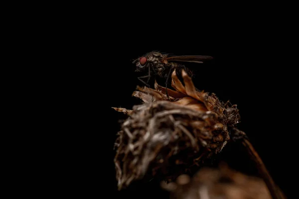 Eine Nahaufnahme Einer Fliege Auf Einer Trockenblume Isoliert Auf Schwarzem — Stockfoto