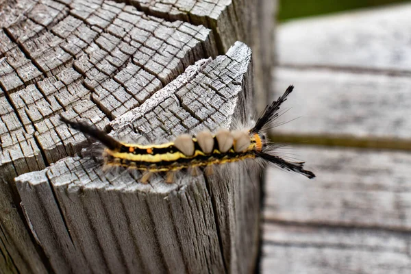 Closeup Shot Small Fuzzy Caterpillar Crawling Wood — Stockfoto