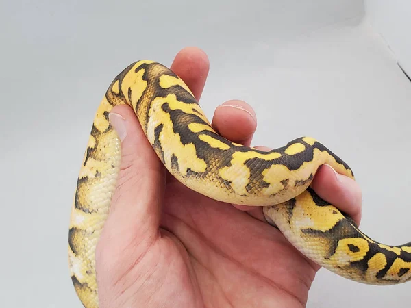 Une Main Tenant Petit Serpent Noir Jaune Avec Fond Blanc — Photo