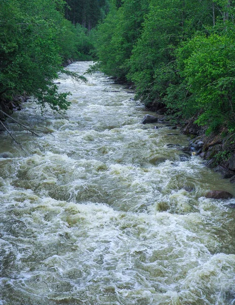 Vertical Shot Forest River — Stock Photo, Image