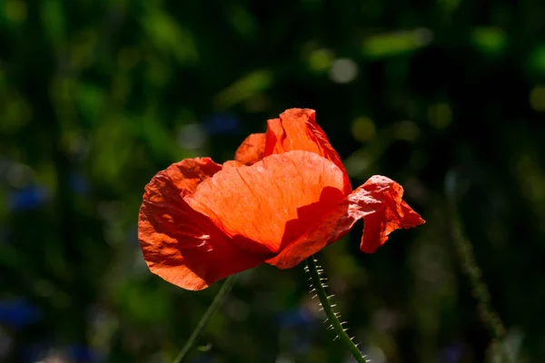 Вибірковий Фокус Червоної Квітки Самосаміки Росте Полі — стокове фото