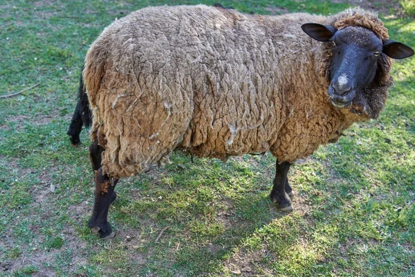 農地での羊の放牧の閉鎖ショット — ストック写真