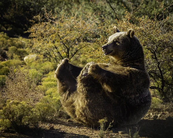 Detailní Záběr Východního Sibiřského Medvěda Hnědého — Stock fotografie