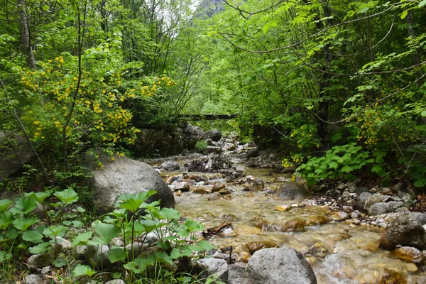 Pequeño Río Rodeado Vegetación Que Fluye Por Las Rocas Durante —  Fotos de Stock