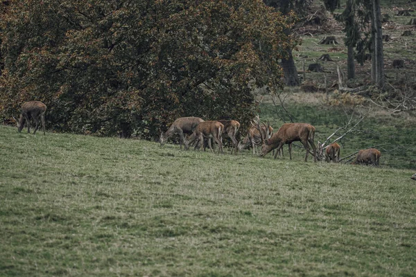 緑の丘の上の鹿の放牧の群れ — ストック写真