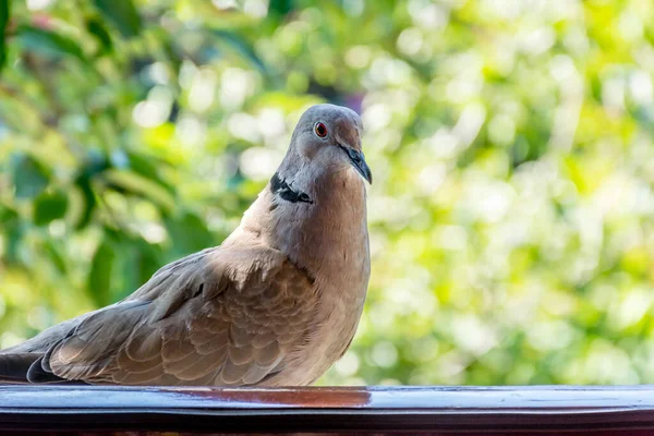 Ring Necked Dove Perched Windowsill — Fotografia de Stock