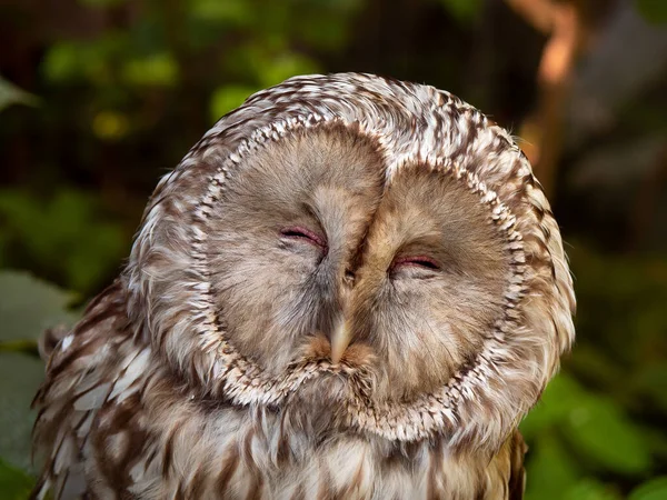 Closeup Shot Head Owl Closed Eyes Staring Camera — Stockfoto