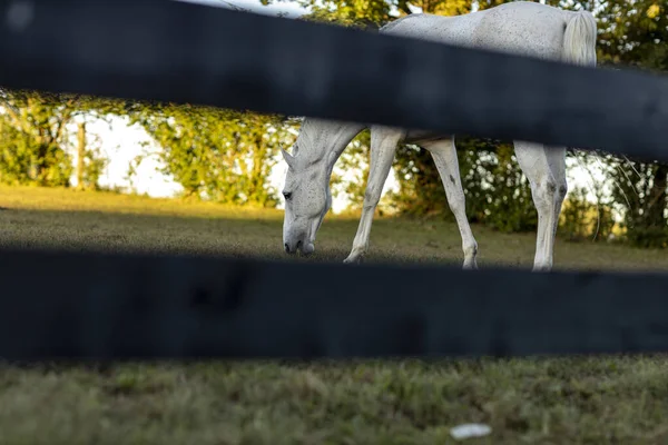 Красивий Знімок Білого Коня Їсть Траву Фермі Дерев Яним Парканом — стокове фото