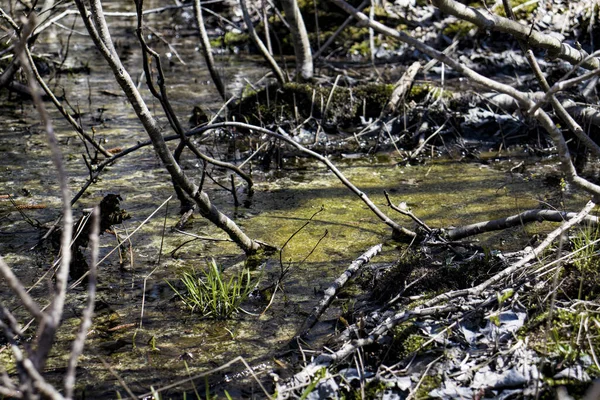 Een Vuile Groene Vijver Met Mos Oude Boomtakken — Stockfoto