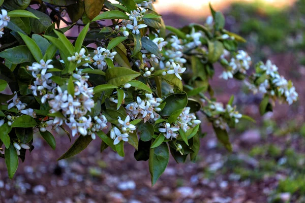 Closeup Shot Branch Beautiful White Neroli Flowers Growing Garden — Stock Photo, Image