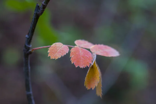 Detailní Záběr Červené Podzimní Listí Šedým Bokeh Světla Pozadí — Stock fotografie
