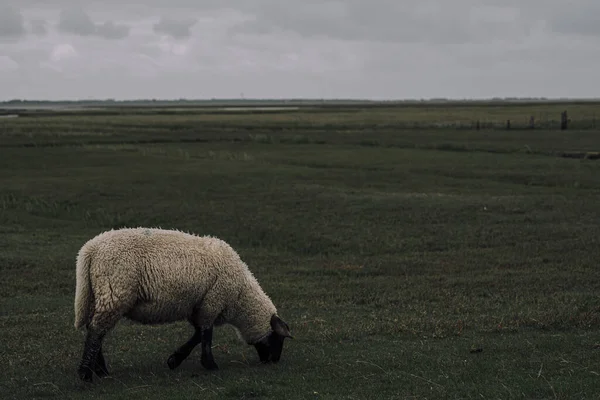 Een Schaap Grazen Een Veld Een Bewolkte Dag — Stockfoto