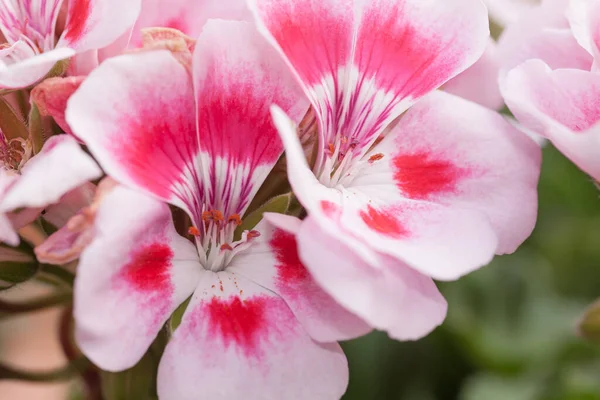Bahçede Açan Güzel Pembe Çiçekler — Stok fotoğraf