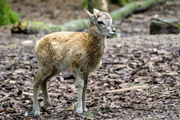 Vahşi Bir Çayırda Bir Bebek Koyun — Stok fotoğraf