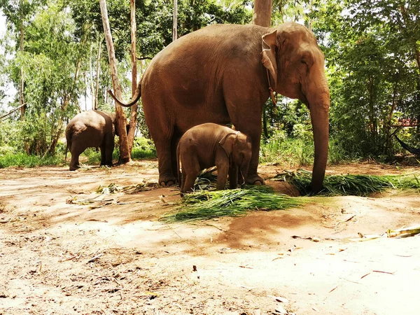Красивый Вид Лес Слона Двумя Детенышами Телят — стоковое фото