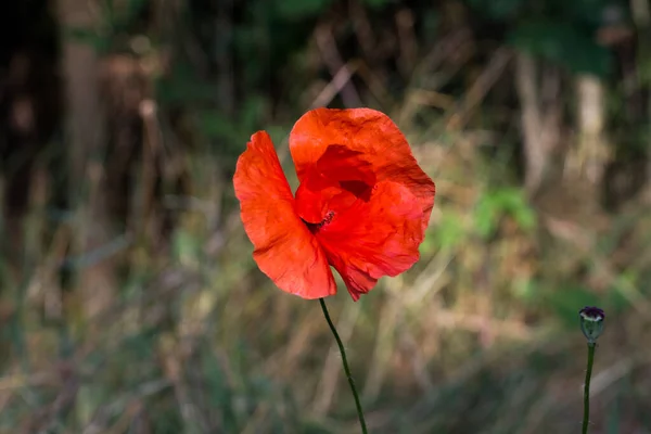 Foco Seletivo Uma Flor Vermelha Poppy Samosaika Crescendo Campo — Fotografia de Stock