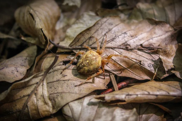 Orb Weaving Spider Fallen Leaves — Stock Photo, Image