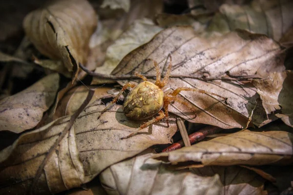 Uma Aranha Que Tece Orbes Folhas Caídas — Fotografia de Stock