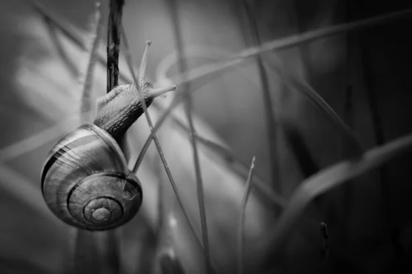 Cliché Niveaux Gris Escargot Rampant Sur Une Herbe — Photo