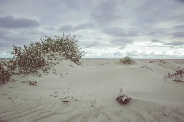 Sandy Coast Small Plants Ocean Barely Visible Horizon — Stock Photo, Image