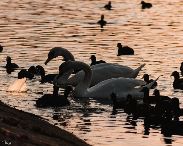 日落时湖中一群可爱的天鹅和鸭子的特写 — 图库照片