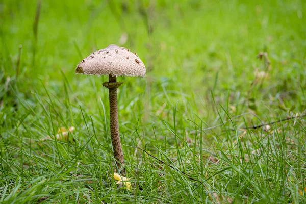 보케등을 버섯을 클로즈업 — 스톡 사진