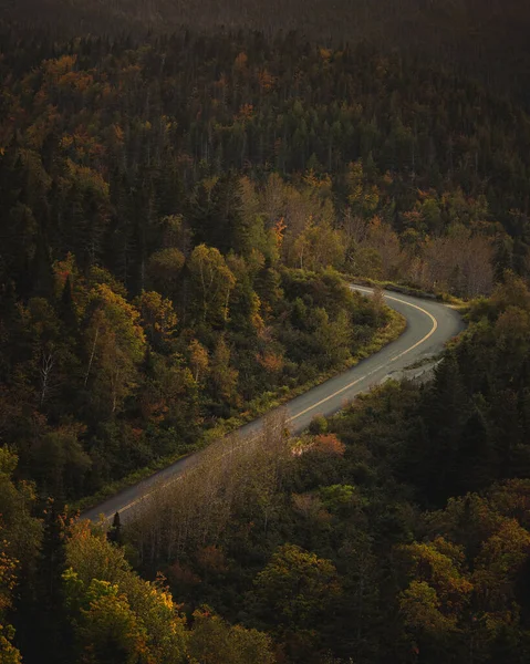 Vertical Shot Curvy Road Surrounded Forest Gloomy Day Autumn — Fotografia de Stock