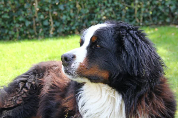 Retrato Cerca Lindo Perro Montaña Bernés —  Fotos de Stock