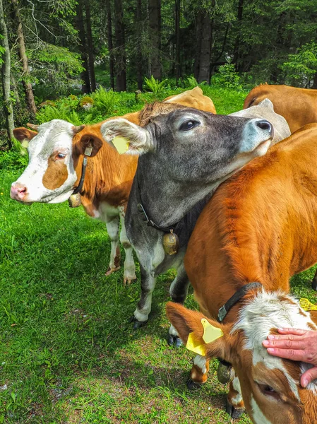 Крупный План Трех Коров Поле — стоковое фото