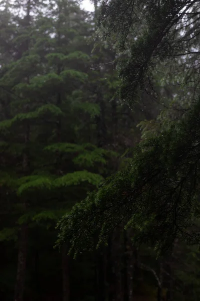 アラスカ州アンカレッジ周辺の森林景観 — ストック写真