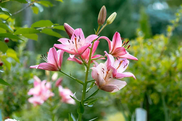 Selektywne Ujęcie Ostrości Różowych Lilii Ogrodzie — Zdjęcie stockowe
