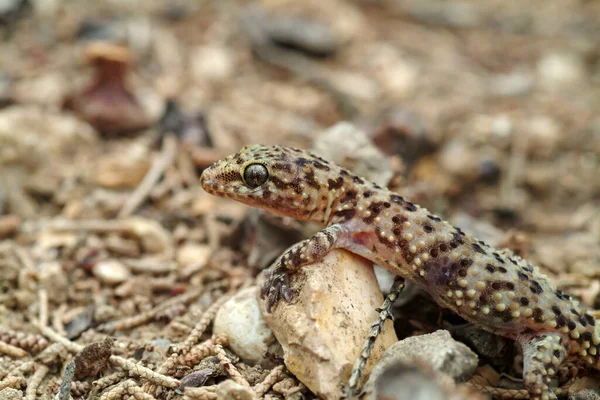Sélectif Une Maison Méditerranéenne Gecko Hemidactylus Turcicus Grèce — Photo