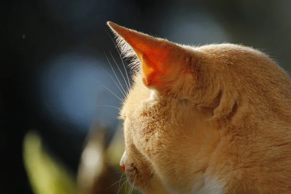 Closeup Shot Ginger Cat Head — стоковое фото
