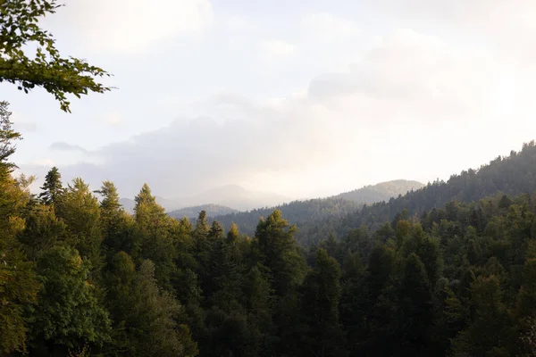 Luftaufnahme Eines Dichten Waldes Auf Einem Hügel — Stockfoto